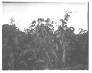 Pastures