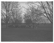 Pastures; Pecans