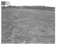 Cover crop; Pastures