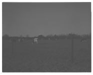 Cover crop; Pastures