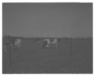 Cover crop; Pastures