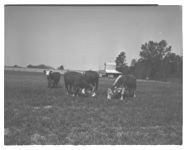 Pastures