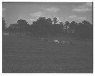Pastures