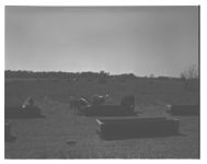 Pastures