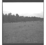 Pastures