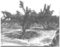Bacterial crown gall on peaches