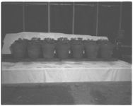 Cotton seedling diseases