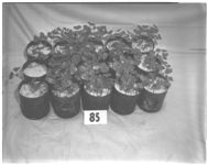 Cotton seedling diseases