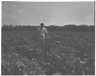 Irrigation of Pecans. / Nematode control in cotton