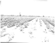 Irrigation of Pecans. / Nematode control in cotton