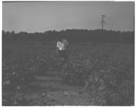 Irrigation of Pecans. / Nematode control in cotton