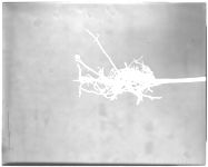 Soybean roots