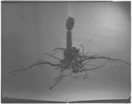 Apple tree roots