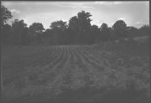 Irish potatoes on Denmark Hall Farm