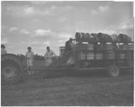 County agents and farmer. 4-H sweet potato project