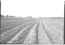 Sweet potatoes - Vegetables, South Georgia