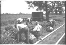Sweet potatoes - Vegetables, South Georgia
