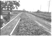 Sweet potatoes - Vegetables, South Georgia