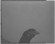 Chickens with leukosis eye - at egg-laying contest plant