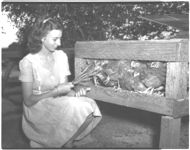 Anne Carter looks at her 4-H Sears Roebuck Poultry Project
