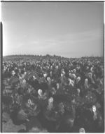 Turkeys on farm of John Floyd