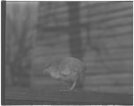 Baby chicks in brooder. "Feathering the Nest" publicity