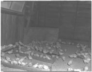 Illustrating guards around corners to keep chicks from crowding