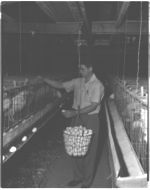 Cage layers. Mr. J. Lilley, Albany, GA