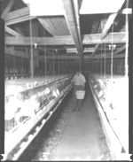 Cage layers. Mr. J. Lilley, Albany, GA