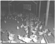 Broiler chicks on Crawford's Poultry Farm near Bogart