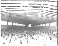 Broilers and hen cages