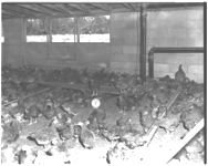 Broilers and hen cages