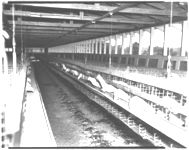 Broilers and hen cages