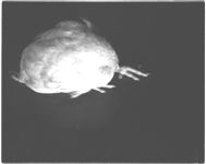 Arthritis of poultry
