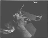 Feathering and tongue definition in turkeys