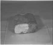 Smoked turkey - Food processing plant