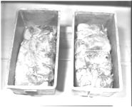 Smoked turkey - Food processing plant