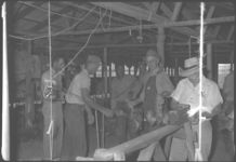 Group wing clipping, turkeys in Franklin county