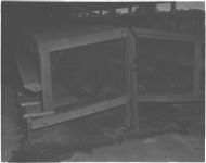 Artificial insemination and cage for turkeys