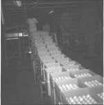 Egg processing