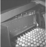 Egg processing