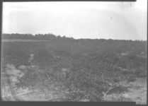 Peach orchard scene