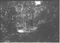 General pictures of inland portion adjoining beach at Jekyll Island - vegetation, etc