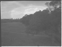 General pictures of inland portion adjoining beach at Jekyll Island - vegetation, etc