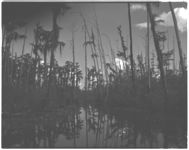 Swamp scenes