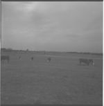 Grazing scenes