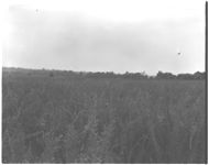 Farm pond
