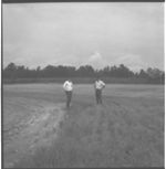 Pine tree and millet planting on soil pet areas