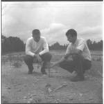 Pine tree and millet planting on soil pet areas