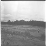 Pine tree and millet planting on soil pet areas